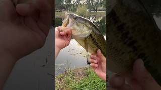Carolina Rig in the Spawn 🔥#fishing #bassfishing @JRVlogs105