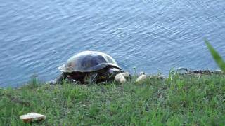 Turtles Eating Bread