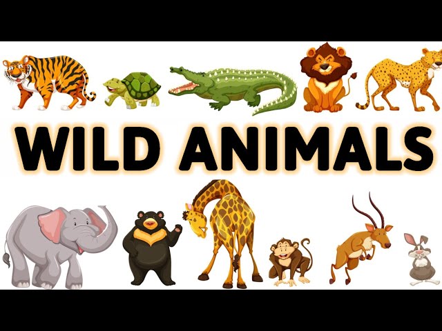 Wild Animals | Wild animals for kids | Wild animals name | Home based  school | #wildanimal #animals - YouTube