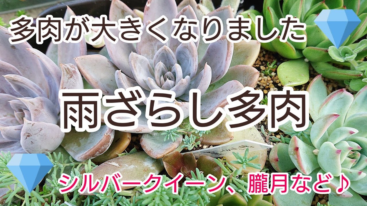 雨ざらしで育った多肉が大きくなった Youtube
