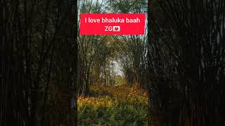 zubeen Garg viral reels