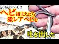 捕獲したヘビが幻のヘビを吐き出した