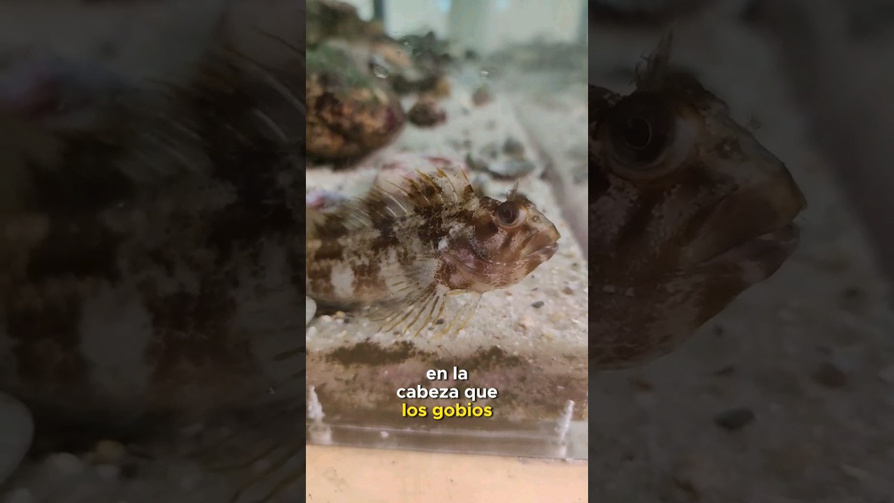 Los peces que se encuentran en las charcas junto a la costa #shorts #biologia #curiosidades