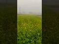 chhote se gaon ka behtarin Mausam#trending short#viral video#jyada Shabnam#fog#real video#short vid