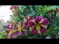 ¡increible  que esto sea abono alimento para las plantas! fertilizando la calibrachoa