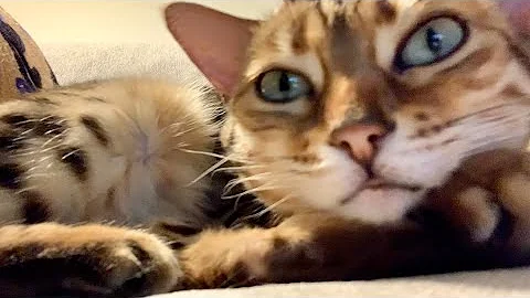 Video 2382471: bengal cat, pets mom