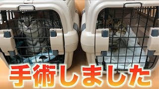 【ご報告】手術しました