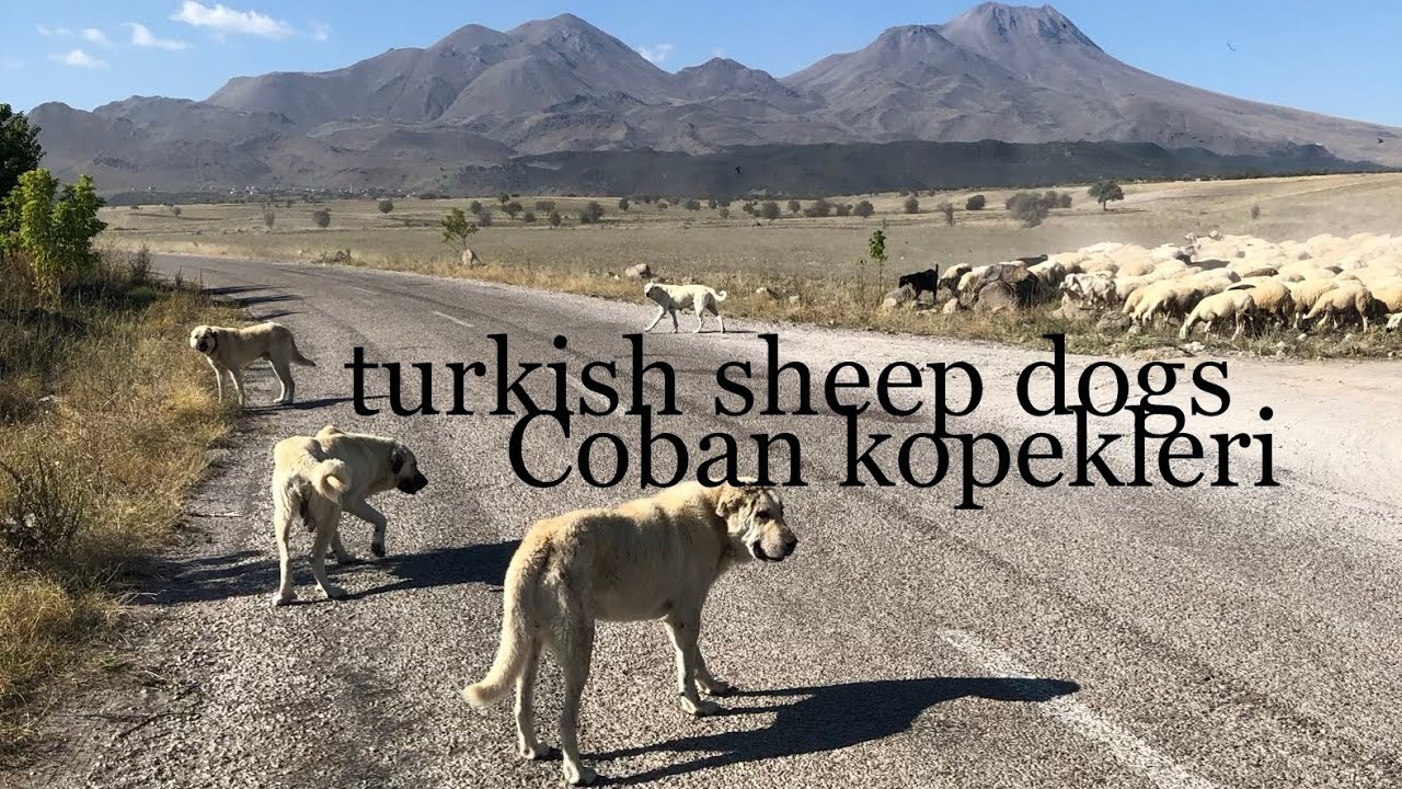 Kangal kopeklerin yagmurla mucadelesi( turkish sheep dogs) YouTube