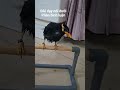 Nhồng cũng dạy trò được.