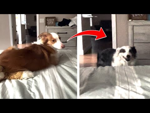 Dog helps get DEAF BROTHER'S attention