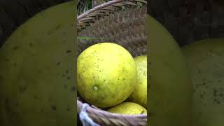 17-Year-Old Single Mom – Part 351 #build #harvesting #farmlife #garden #survival