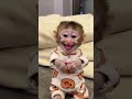 Monkey Baby#shorts #shortsfeed #tiktok  #shortvideo #viralvideo #videoviral #monkey