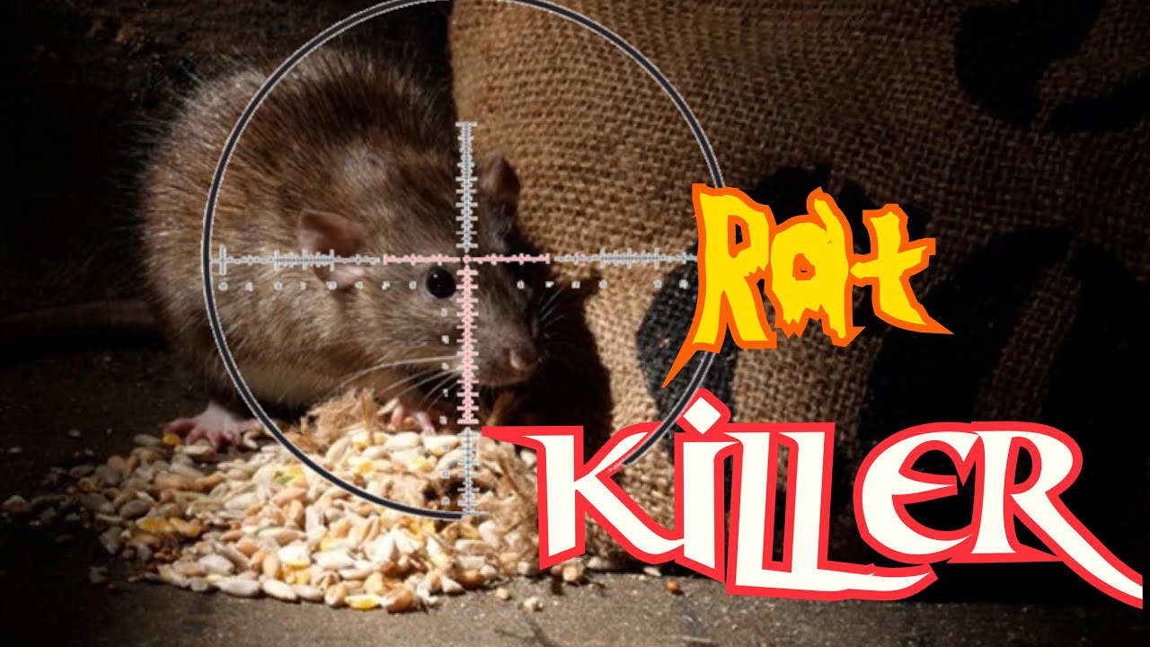 Rats Hunting(pesting) with air rifle YouTube