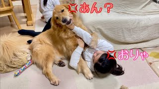 愛犬とマジ喧嘩する娘【ゴールデンレトリバーとミニチュアダックスフンド】