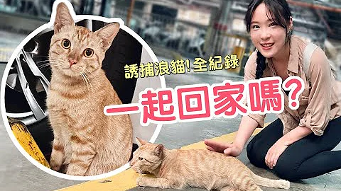 地下室发现流浪猫一起回家吗？诱捕猫咪全纪录｜傲娇爸的养猫日常 - 天天要闻