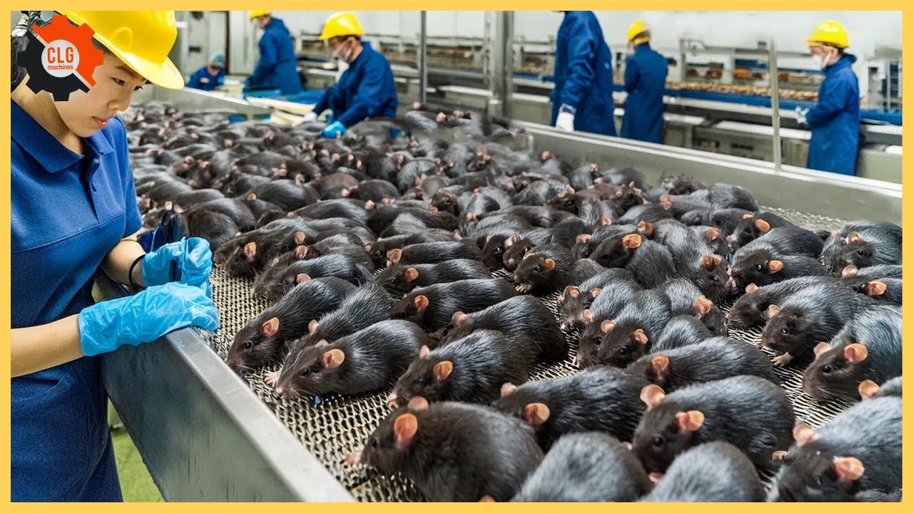 Food Industry Machines That Are At Another Level ▶144