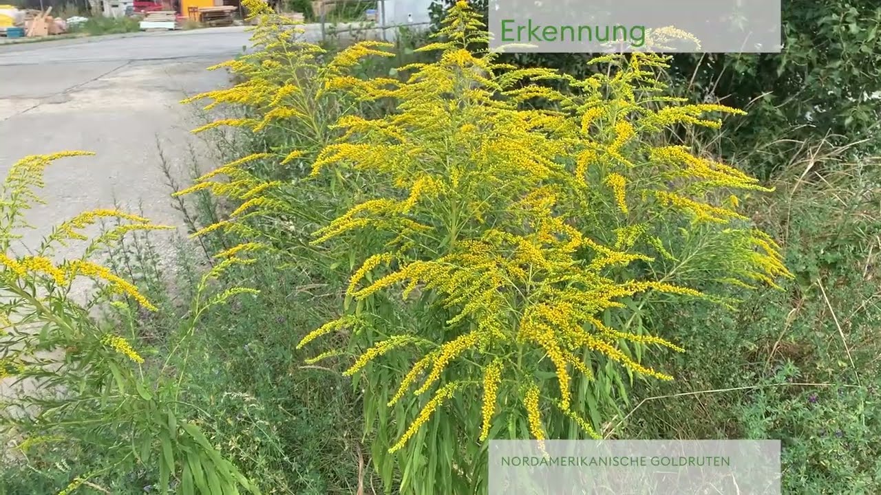 Nordamerikanische Goldruten - Bekämpfung Invasiver Neophyten