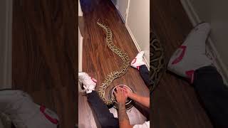 My Giant Burmese Python Loves Drinking From My Hand, Must See Video! 🤩🐍