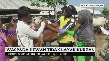 Waspada! Periksa Kelayakan Hewan Qurban Anda