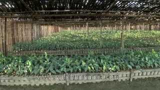 Workers at tea plantation, Assam