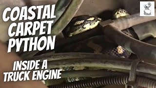 Carpet Python in Truck Engine