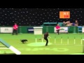 Disqualified dog in competition