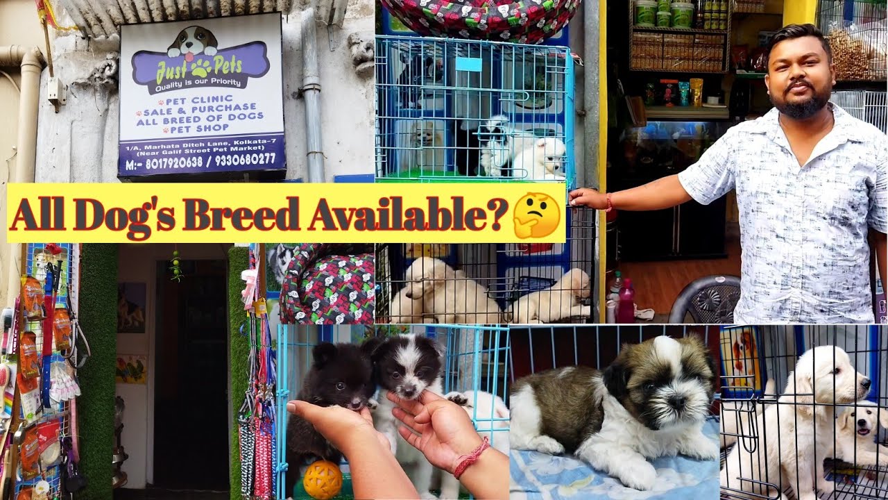 Just?Pets Shop | Near Gallif Street Pet Market