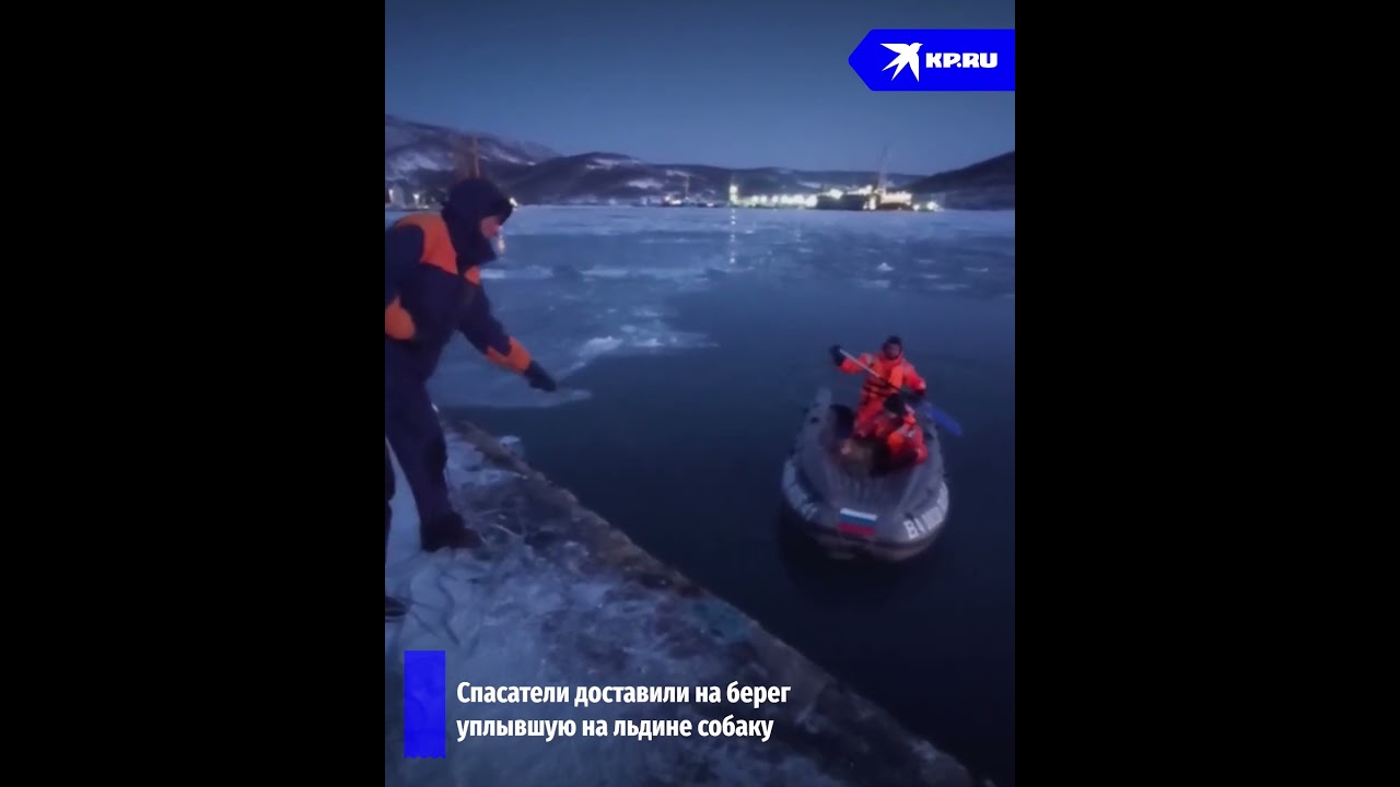 Сотрудники МЧС России воссоединили разлученную льдом и водой семью собак