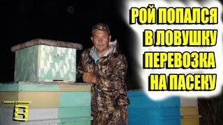 РОЙ ПОПАЛСЯ В ЛОВУШКУ. СЪЕМ И ПЕРЕВОЗКА НА ПАСЕКУ. ЛОВЛЯ РОЕВ ИЛИ ПЧЕЛЫ БЕСПЛАТНО ЧАСТЬ 3 #ЛОВУШКА