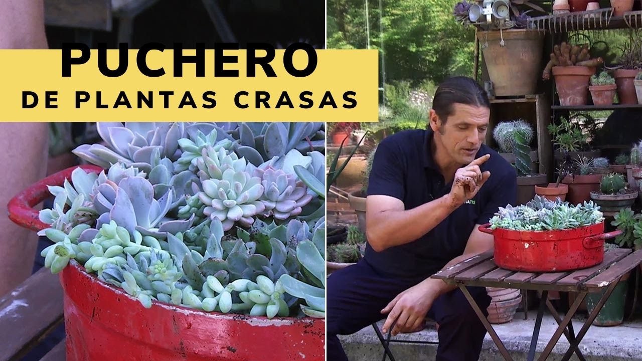 Composición de plantas crasas en puchero reciclado - Bricomanía - Jardinatis