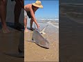 Blacktip Shark Catch and Release  #fishing #beach #fish #shorts #sharkfishing #shark #texasbeaches