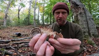 Identifying Turkey Tail Mushrooms And LookAlikes