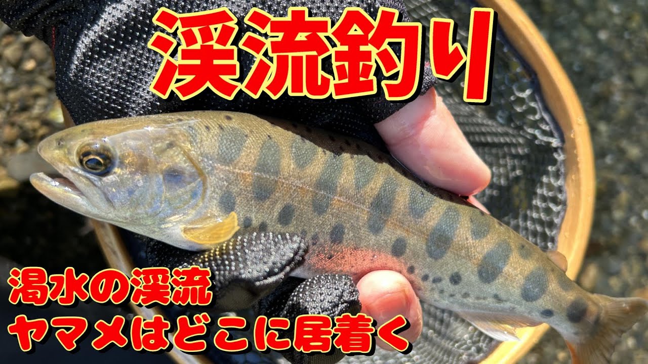 激戦渓流のヤマメを捕るならこう狙え！