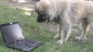 Mesi the Dog Reacts to Cats Meowing Video  It's very Funny