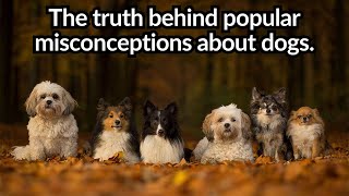 Misconceptions about certain breeds of dogs by Visionary Keto Pet Foods 89 views 1 year ago 5 minutes, 46 seconds