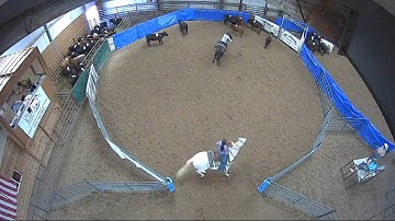 Big Sky Ranch Sorting Saddle Series #4 - #8 HC RANCH HAND (2 CAP SORTER) - Round #1 - Ride #19