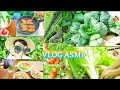 ASMR Morning Harvest in My Beautiful Garden#villagelife#foo #healthyeating #recipe #villagelifestyle
