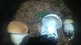 Гриби Карпат