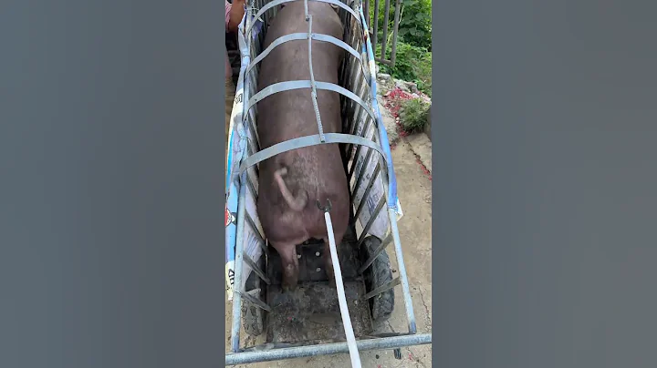 I Moved a Pig from a Truck to a Farm and SURVIVED!