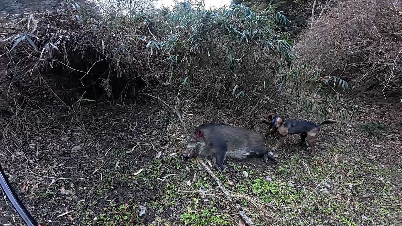 デカ雌猪を追い詰めてくれたカイ君です