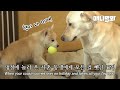 명절에 놀러온 사촌멍생에개 모든 걸 뺏겼을 때.. 그 맘 RGRGㅣDog’s Reaction To Having His Ball Stolen By A Pup Lol