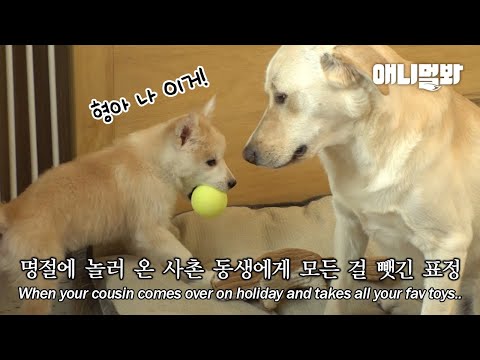 그 맘 RGRGㅣDog’s Reaction To Having His <strong>Ball</strong> Stolen By A Pup <strong>Lol</strong>