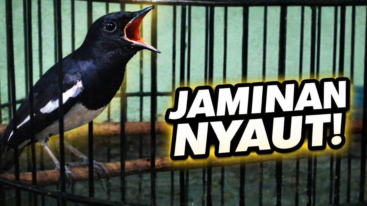 Terapi Kacer malam hari tersukses jamin KACERMU NYAUT