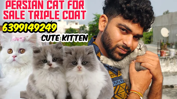 Video 11884321: persian cat funny fighting, persian cat food, russian blue colour, quality russian blue, home pets cat