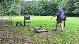 Blu  leash work + place intro