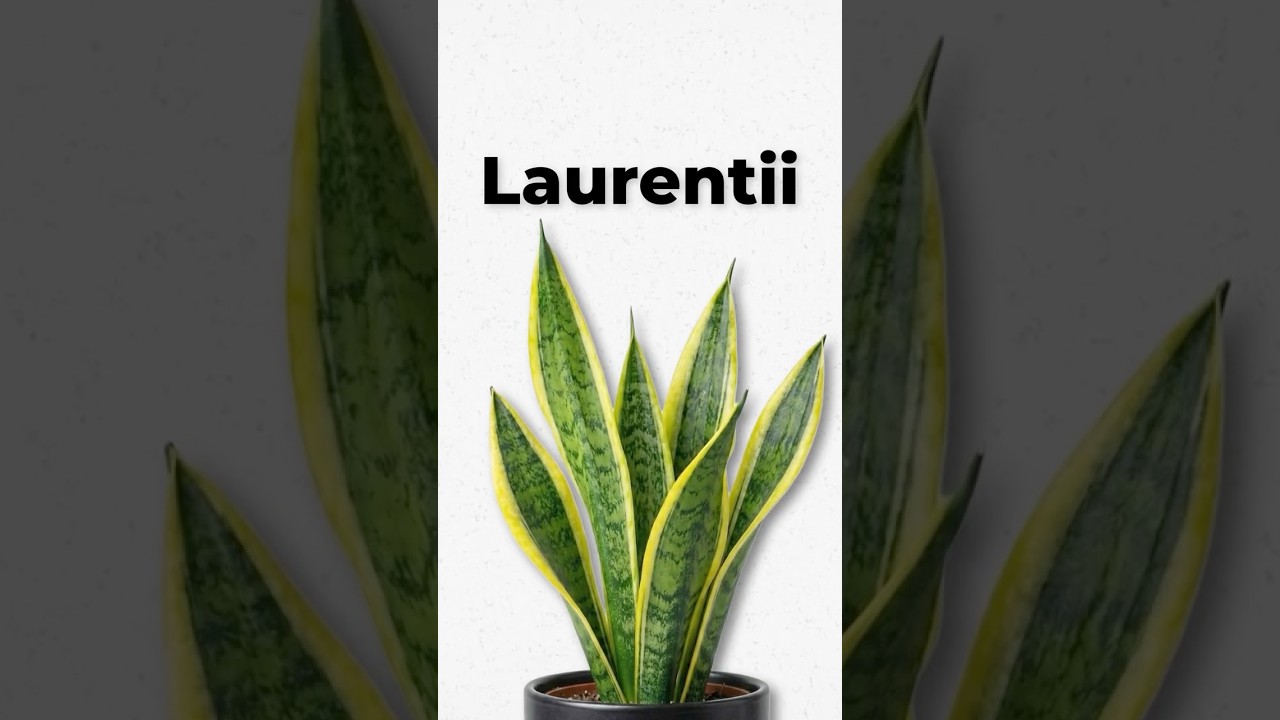 Sansevieria trifasciata Explained