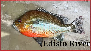 Edisto River Redbreast by SCliving Outdoors 1,094 views 9 months ago 7 minutes, 13 seconds