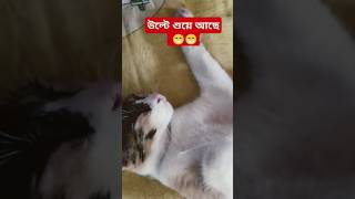 #kitten #cat #viralshort #trendingshorts #youtubeshorts #majhatv #shorts #reels