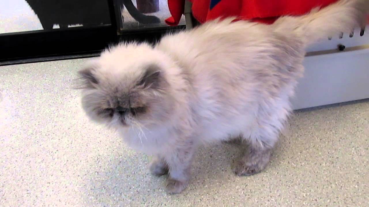 Meet Signe a Persian currently available for adoption at Petango.com! 2/8/2013 10:21:33 PM