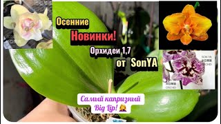видео: Капризный big lip капризный и РАСПАКОВКА орхидей от SonYA. Осенняя адаптация орхидей подростков 1,7. картинка: Капризный big lip капризный и РАСПАКОВКА орхидей от SonYA. Осенняя адаптация орхидей подростков 1,7.
